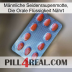 Männliche Seidenraupenmotte, Die Orale Flüssigkeit Nährt 06